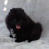 Plush Balck Teddy Bear Pomeranian Puppy Male