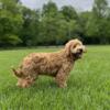 Milo-F1 Mini English Goldendoodle Puppy