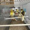 friells canaries for sale in new jersey