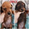 Purebred Miniature Dachshund puppies