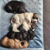 5 Yorkie Bichon Shih Poo puppies for sale