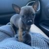 Teacup Chihuahua Puppy for sale