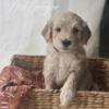 Goldendoodle F1bb puppy looking forever home