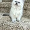 Purrdoll - Persian Ragdoll female kitten