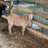 Buck goat for sale  Saint Charles Michigan