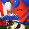 Jack Russell Electra, Ema