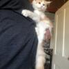 Main Coon kitten for sale