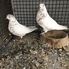 Iranian and Turkish Tumbler Pigeons
