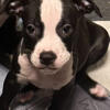 Black & White Male American Pit Bull Terrier Puppy for Adoption