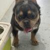 Male Fluffy French bulldog 1.5 years old.