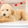 Male Goldendoodle Puppies