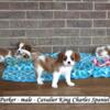 Sweet, friendly Cavalier King Charles Spaniel puppies