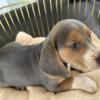 Beagle pups Blue and chocolate