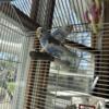 Pair of Parakeets- blue and white