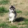 Amazing American Champion pedigree OFA parents Siberian huskies