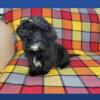 Male Shorkie puppy ( mothers day price )