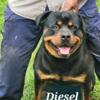 AKC male and female Rottweilers for sale