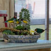 Finches for Sale - Many types and one price takes all!