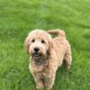 Scout-F1 Mini English Goldendoodle Puppy