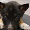 Husky/German Shepherd mix puppies for sale