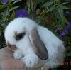 Holland Lop Bunnies (Dwarfs) Rabbits For Sale in Florida!