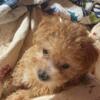 Apricot Tiny tiny toy poodle female born in January.