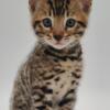 Meet Your New Feline Friend: Bengal Kitten