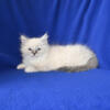 Adorable Ragdoll Kittens Available!