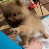Teacup/toy puppies Pomeranian