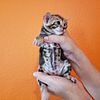 Bengal kittens are hypoallergenic!