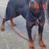 AKC MALE ROTTWEILER WITH TAIL