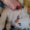 Himalayan Kittens, New Kittens coming soon. Late summer. One white flame point too