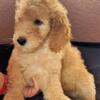 Goldendoodle F1B Apricot Standard Male Hypoallergenic