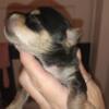 Chorkie Puppies for Adoption (1 female left
