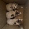 Siamese Kittens and Ragdoll Kittens