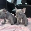 Blue French bulldogs available