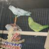 Rehoming Parrotlet Pair - Breeding Pair