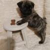 Pugs puppies for sale