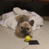 Special need French bulldog female