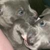Puppies for sale tri color bullys mix d with cane corso