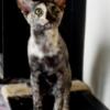 Oriental Shorthair kitten (female) available!