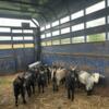 8 Pygmy Goats for Rehoming