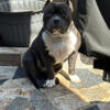 American bully pup for sale