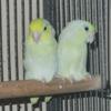 Proven Green Pied Parrotlets