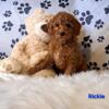 AKC Miniature poodles ohio for sale