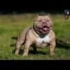 American Pocket Bully Puppies (ABKC Registered)