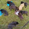 Pure Breed ICCF Mastiff Cane Corso puppies