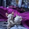 Elf eared Sphynx Kittens