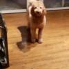 Goldendoodle looking for a loving home