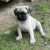 Male Pug puppy needing forever home